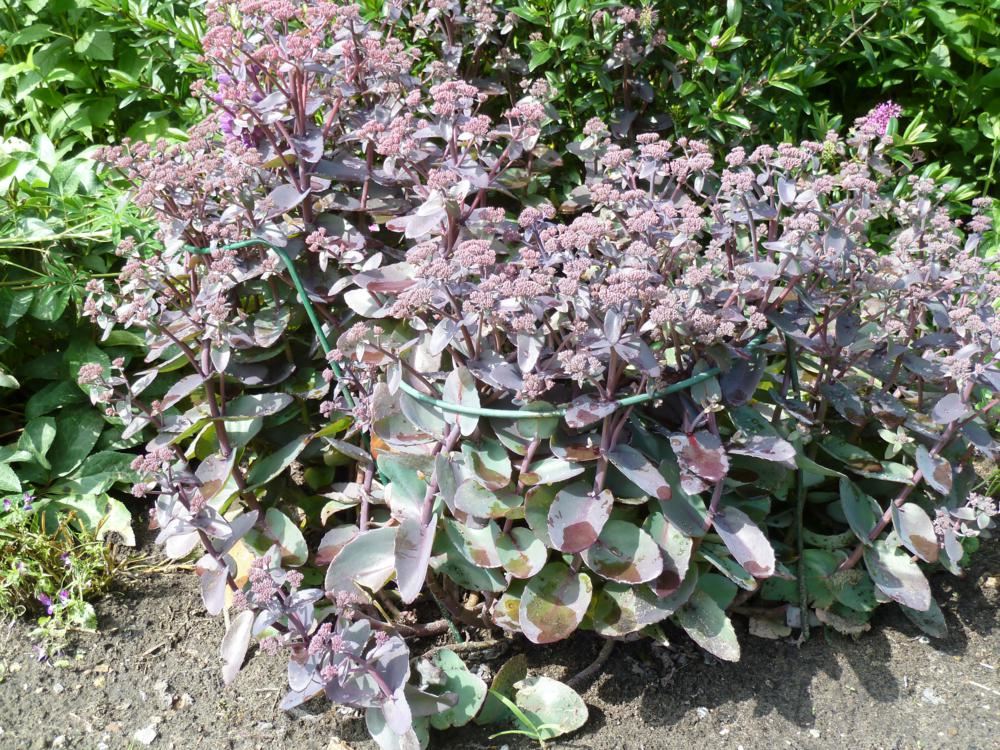 Plantenfiche-Sedum-Purple-Emperor-