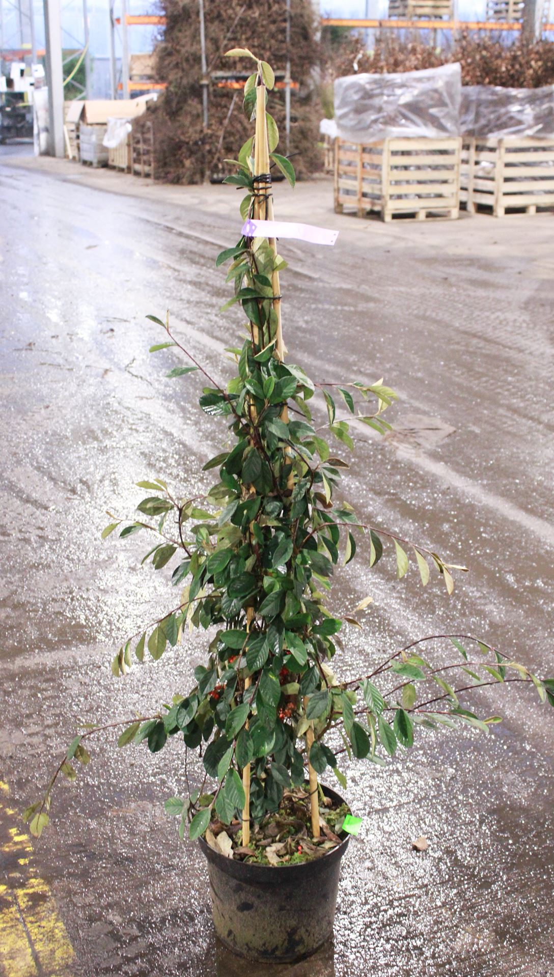 Cotoneaster lacteus - pot 12L - 125-150 cm