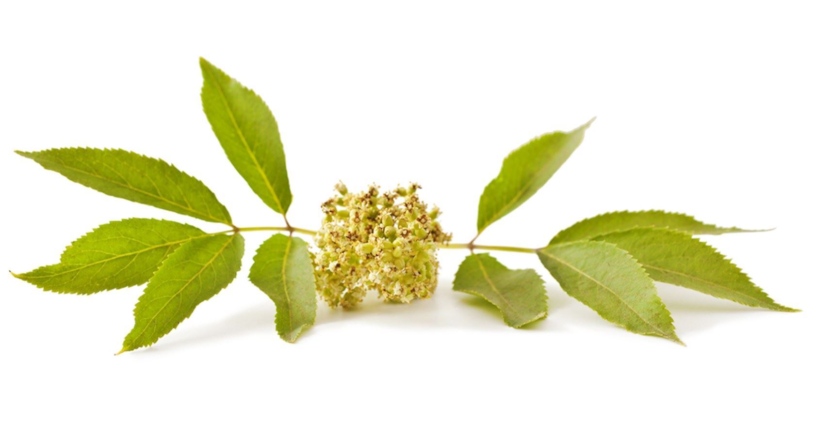 Plantenfiche-Sambucus-racemosa-Trosvlier-