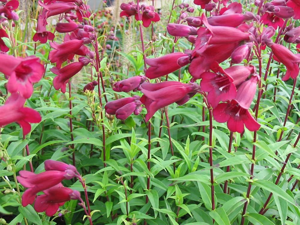 Plantenfiche-Penstemon-Rich-Ruby-