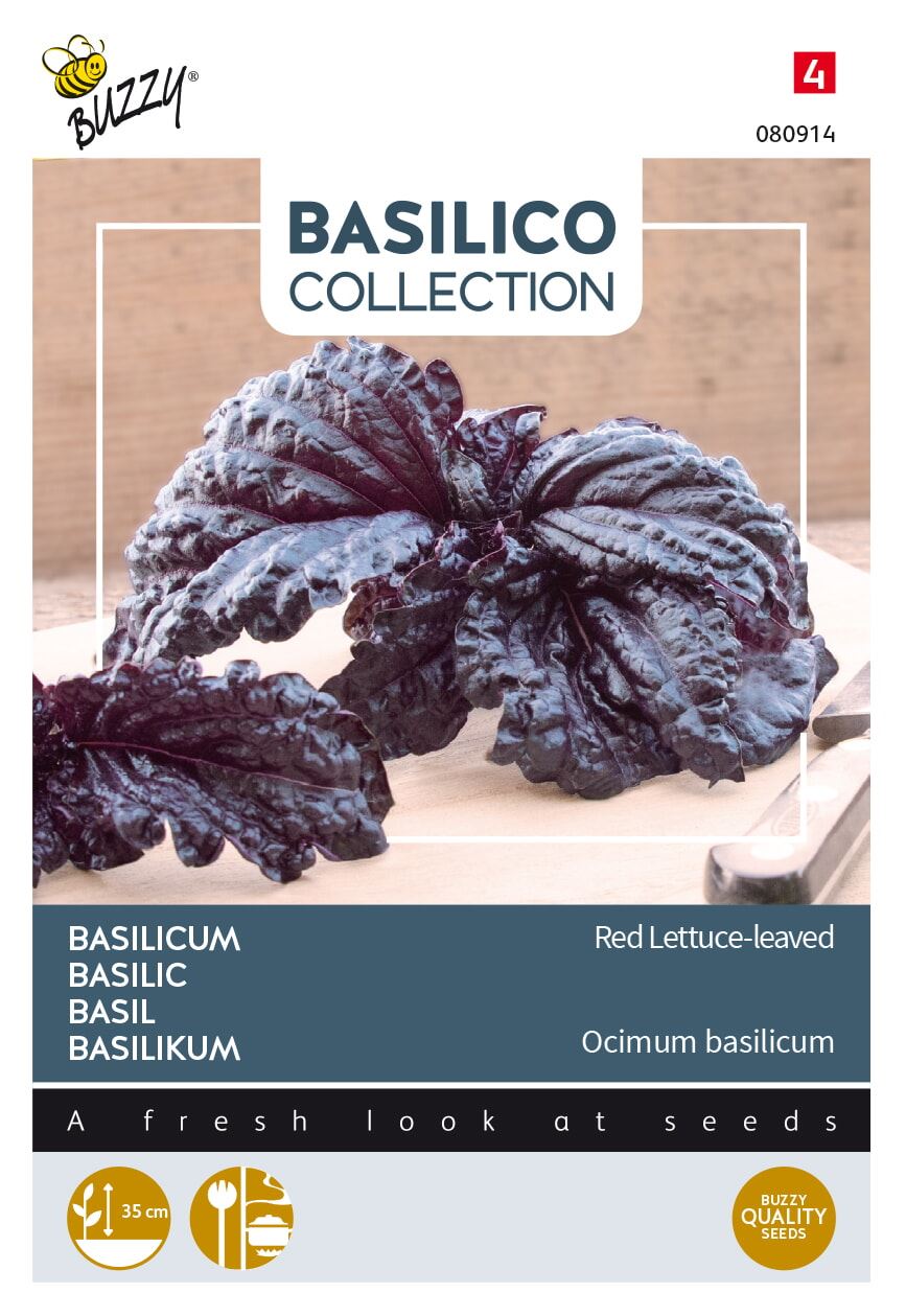 Buzzy-Basilicum-a-foglia-violetta-di-lattuga