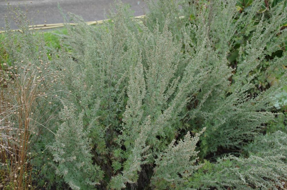 Plantenfiche-Artemisia-absinthium-Alsem-