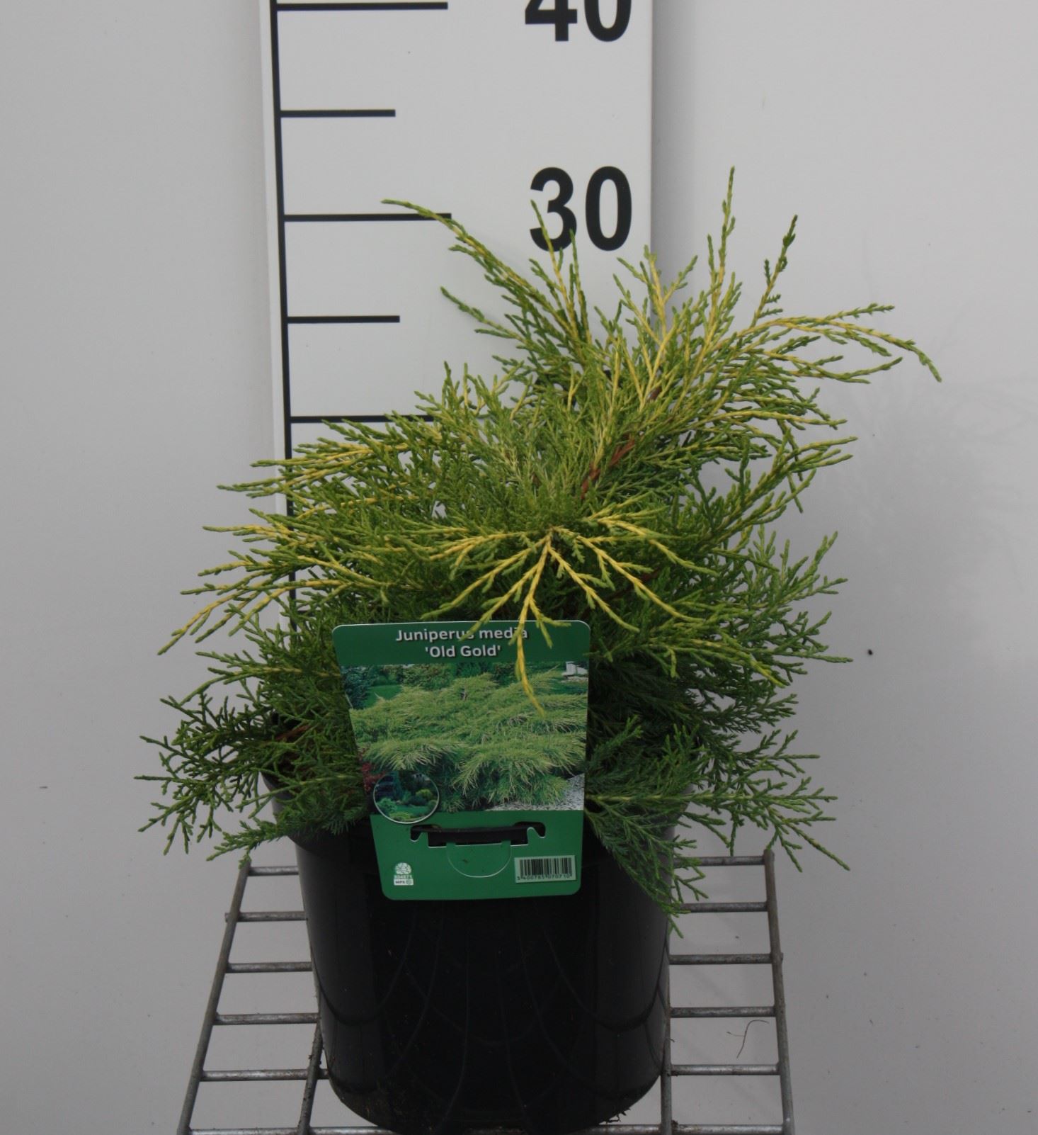 Juniperus x pfitzeriana 'Old Gold' - pot - 25-30 cm