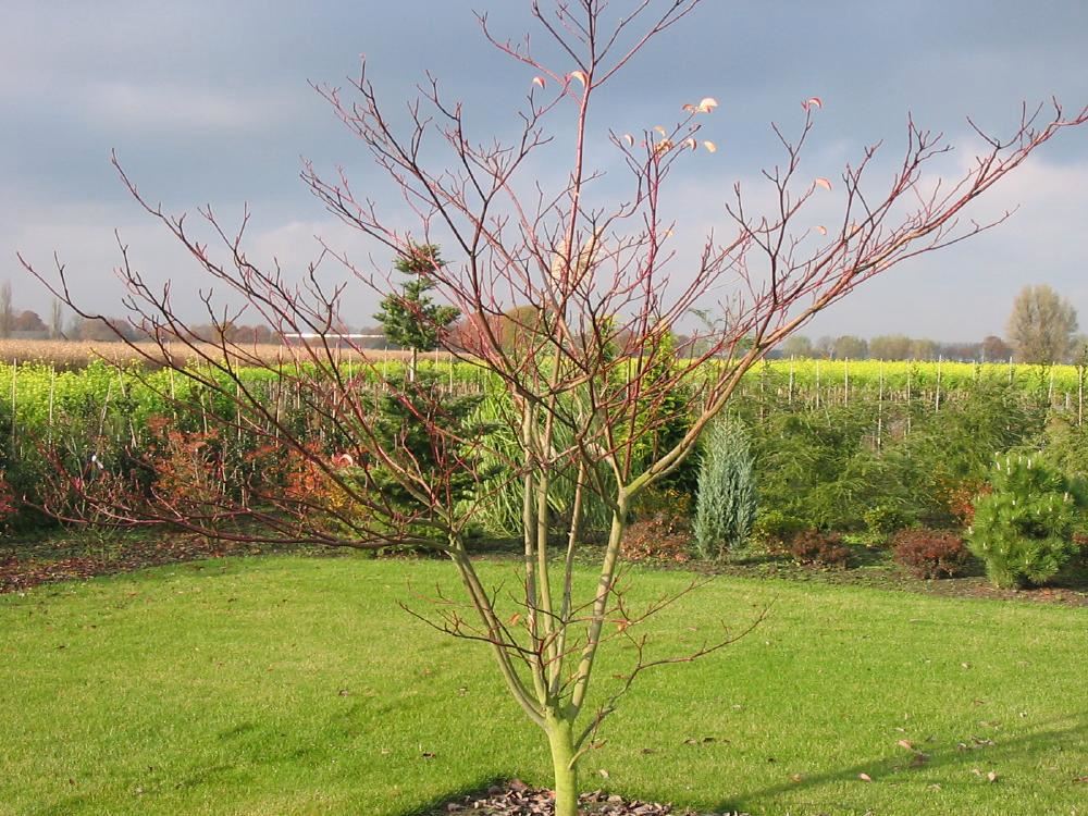 Plantenfiche-Cornus-controversa-Pagoda-