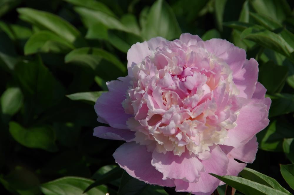 Plantenfiche-Paeonia-Angel-Cheeks-
