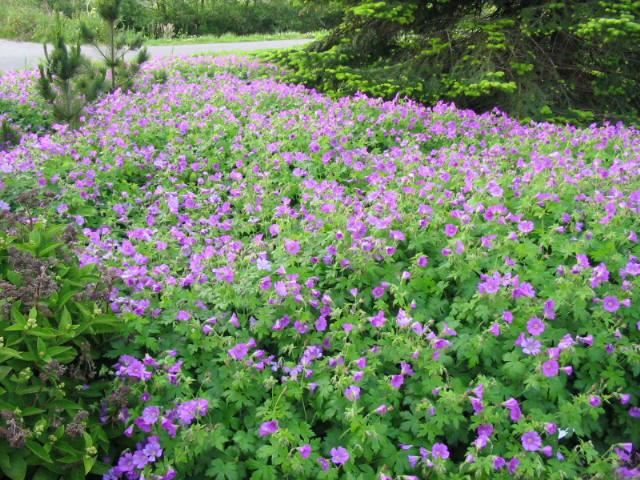 Plantenfiche-Geranium-Sirak-
