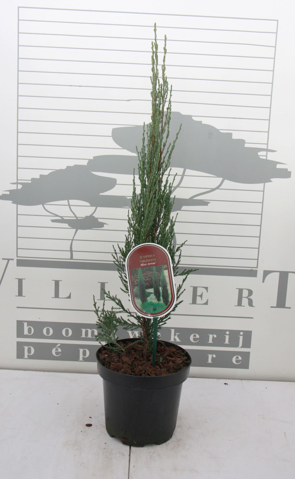 Juniperus scopulorum 'Blue Arrow' - pot - 40-50 cm