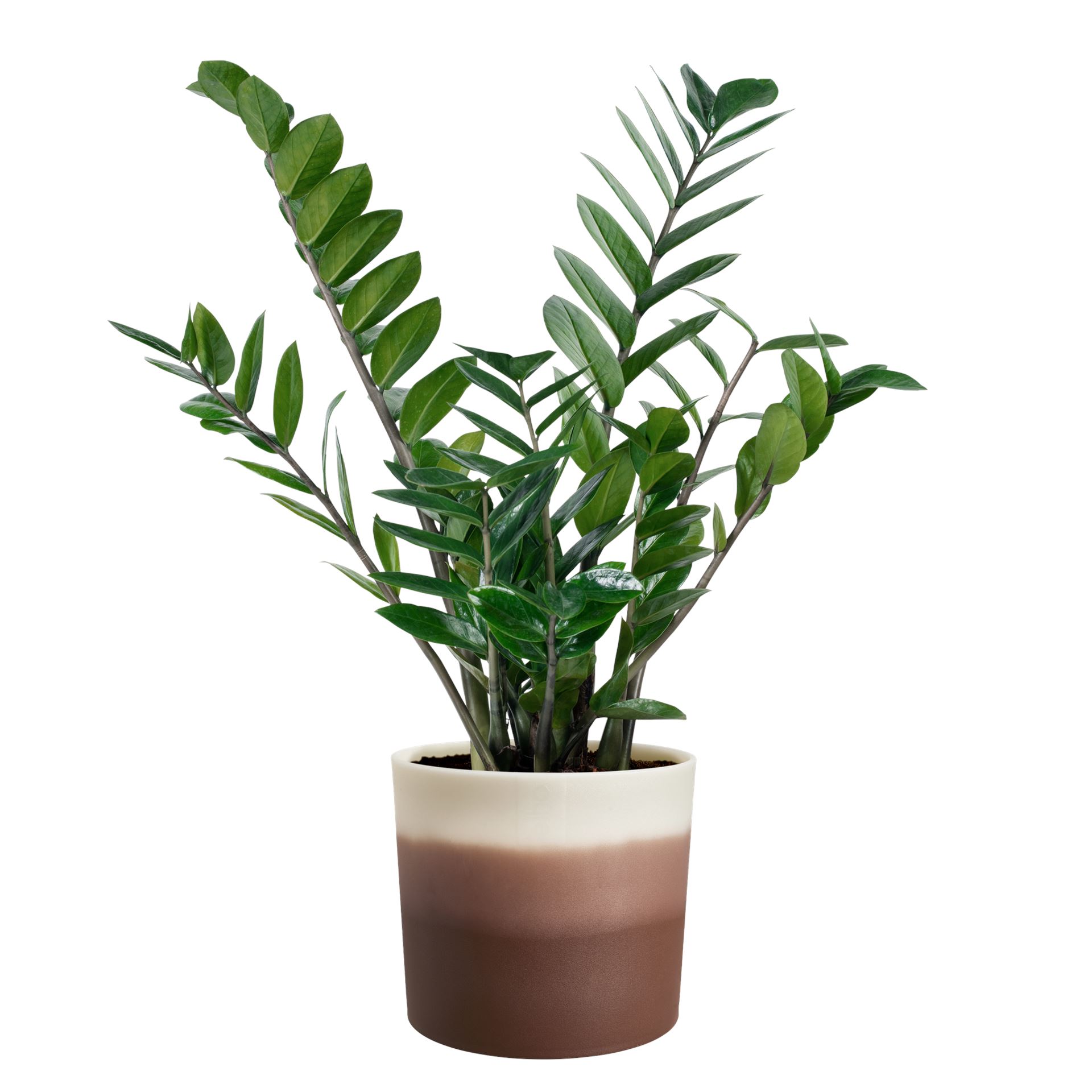 Elho-Colour-Gradiant-Rond-18cm-Cederbruin-Bloempot-voor-Binnen-100-Gerecycled-Plastic-18-2