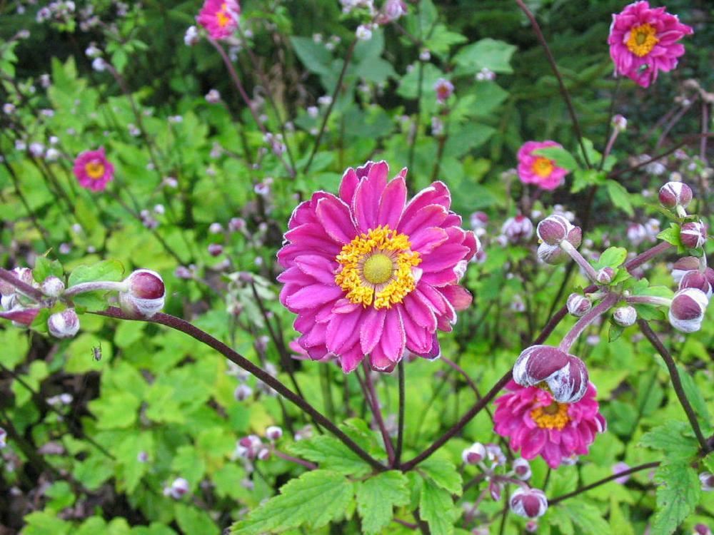 Plantenfiche-Anemone-x-hybrida-Pamina-