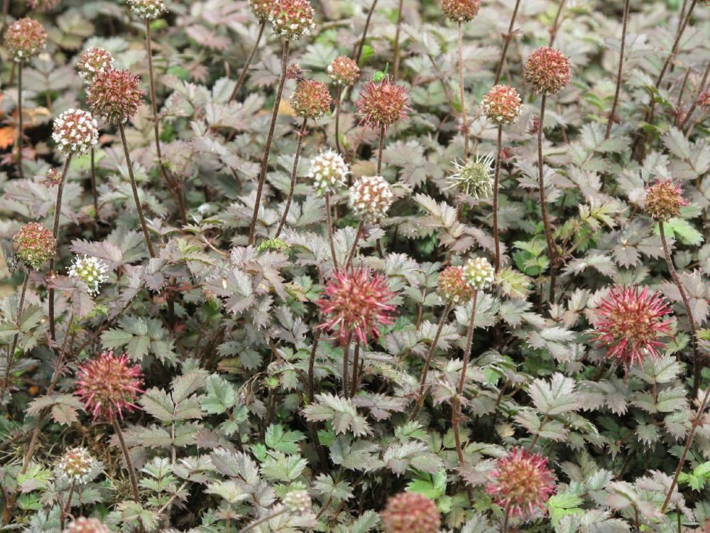 Plantenfiche-Acaena-microphylla-Kupferteppich-