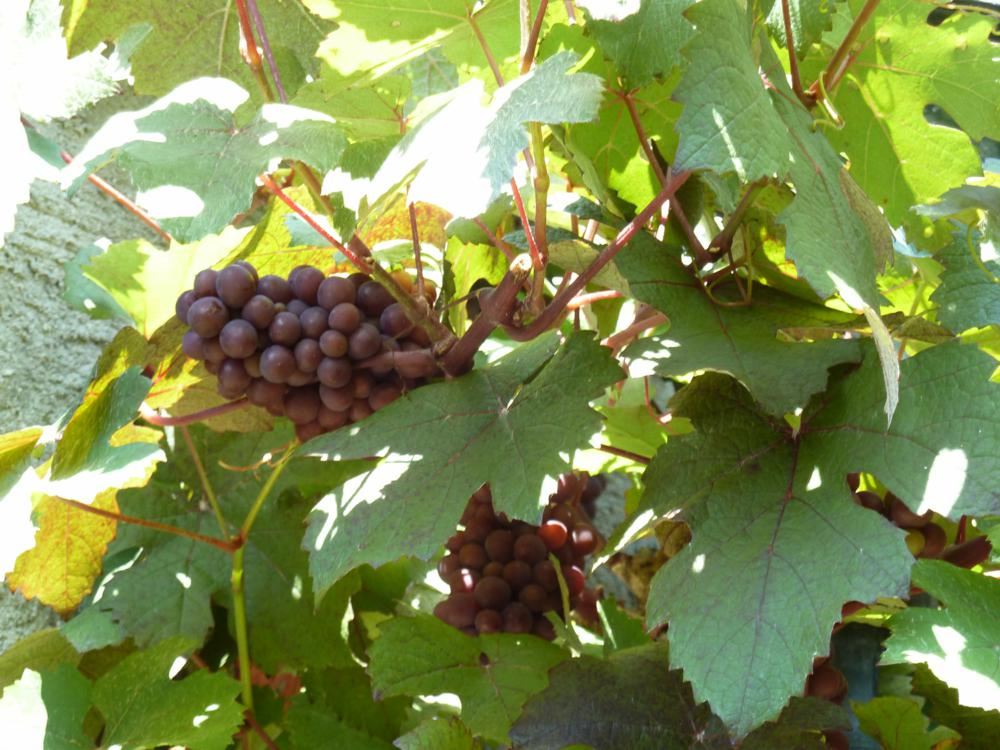 Plantenfiche-Vitis-vinifera-Purpurea-