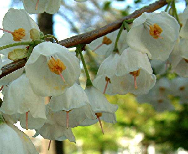 Halesia carolina - pot 20L - 175-200 cm