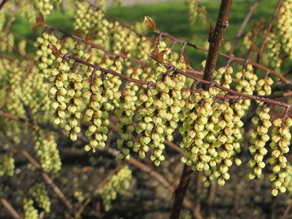 Plantenfiche-Stachyurus-praecox