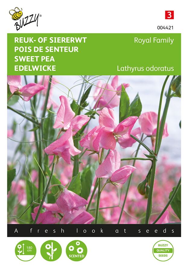 Buzzy-Lathyrus-Reuk-of-siererwt-Royal-Family-roze