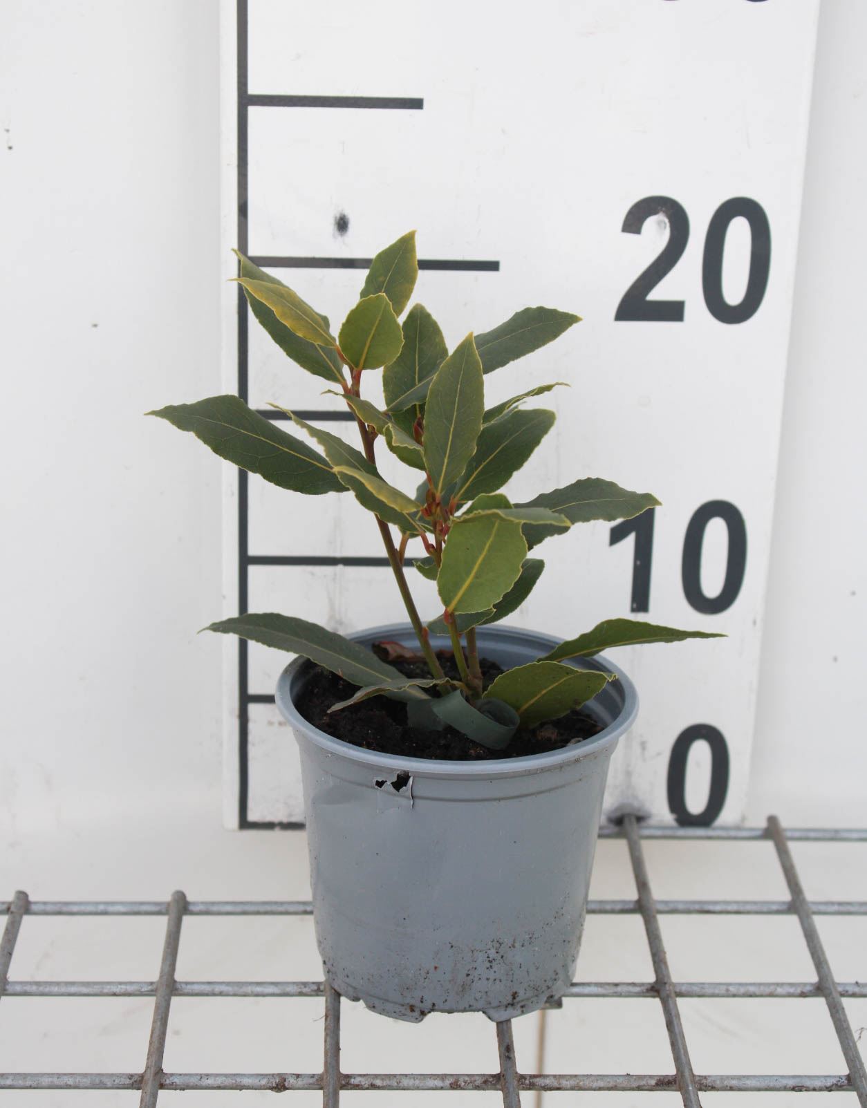 Laurier - pot Ø10,5 cm (Laurus nobilis)