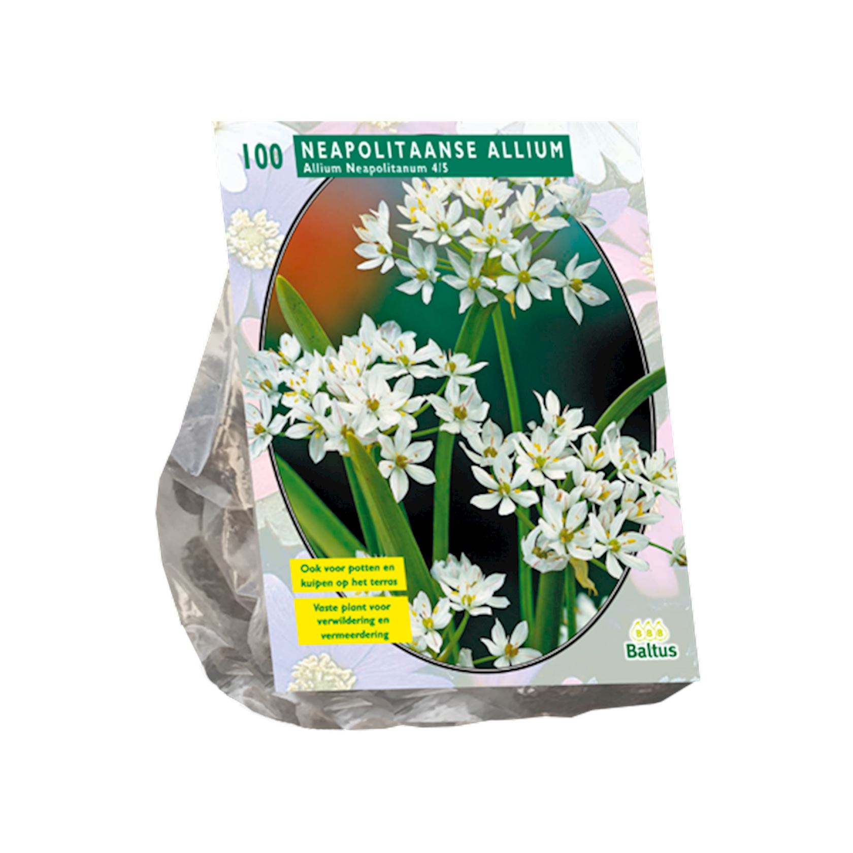 allium-neapolitanum-per-100
