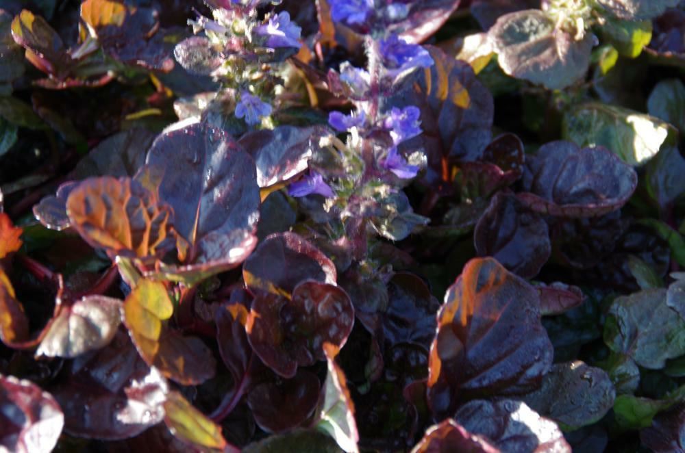 Plantenfiche-Ajuga-reptans-Binblasca-