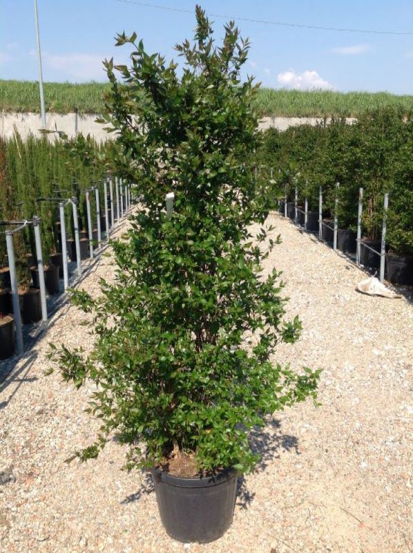 Abelia x grandiflora - pot 30L - 125-150 cm