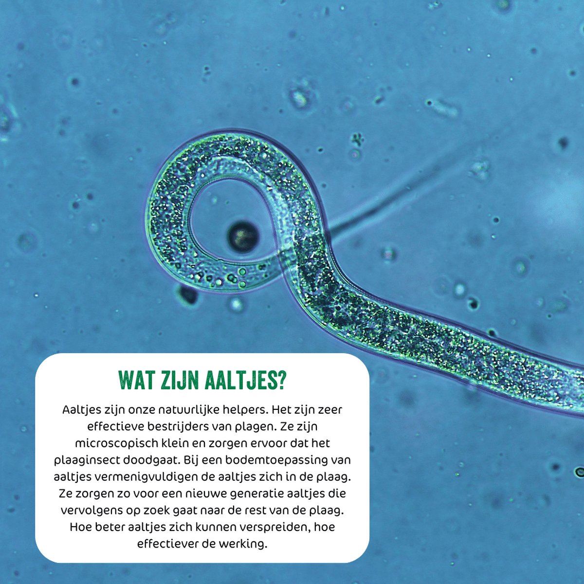 Aaltjes-F-tegen-larven-varenrouwmug-25-mln-25-m-