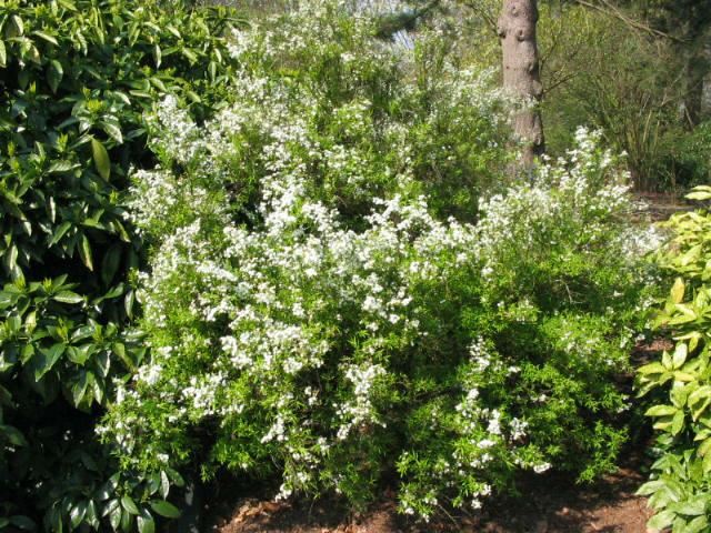 Plantenfiche-Spiraea-thunbergii