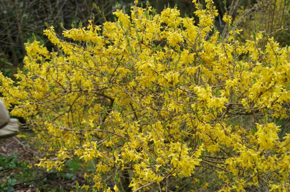 Plantenfiche-Forsythia-Courtasol-Gold-Tide-Maree-d-Or-