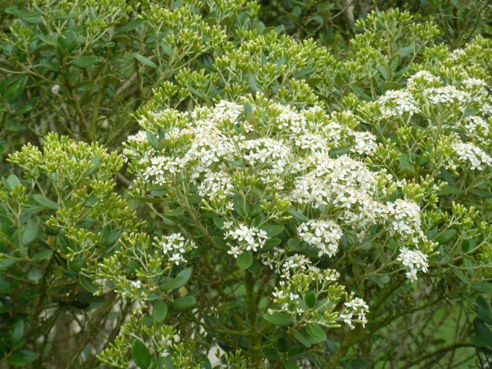 Plantenfiche-Olearia-x-haastii