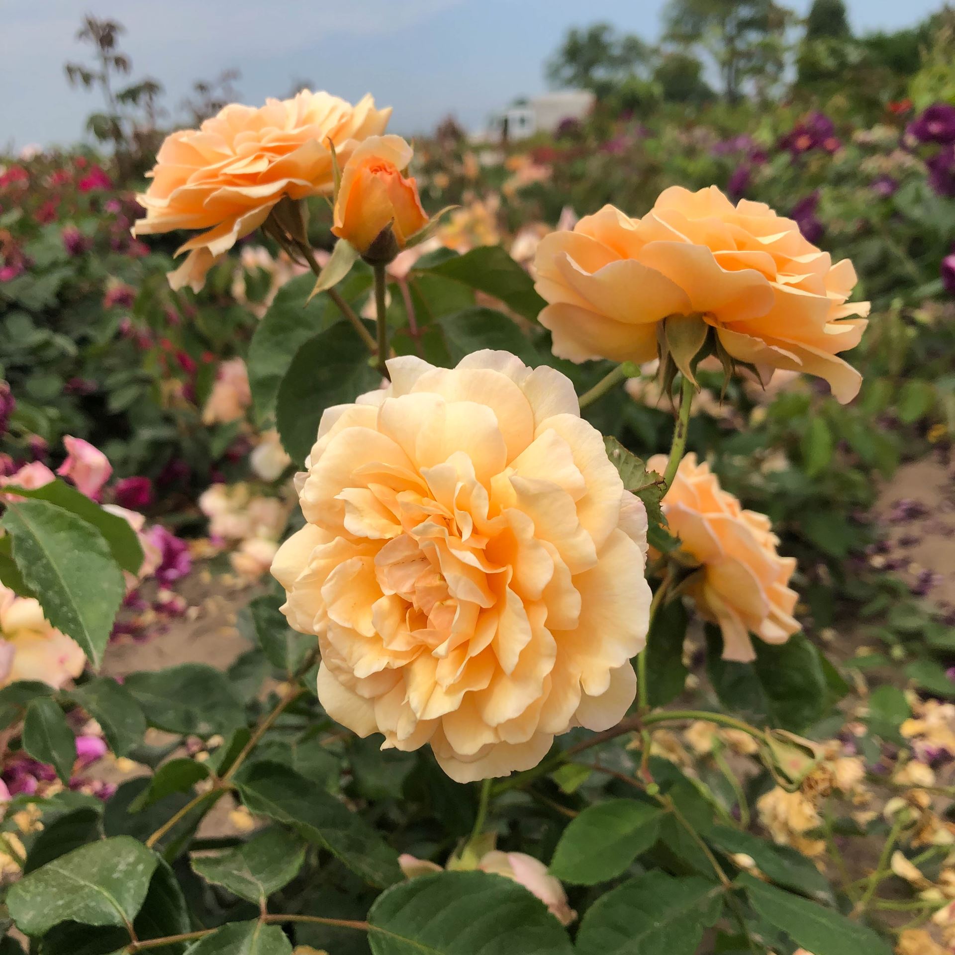 Rosa 'Buff Beauty' - bare root