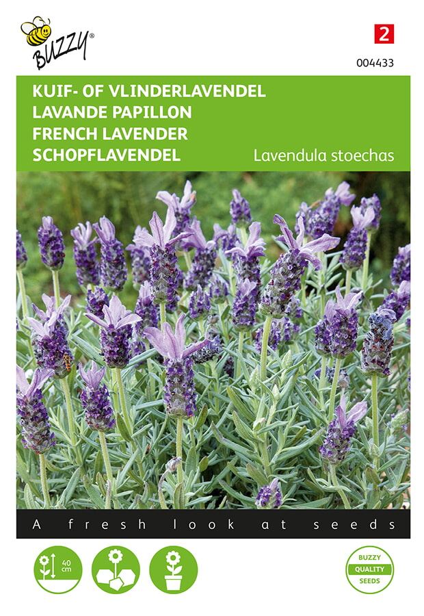 Buzzy-Lavandula-Kuif-of-Vlinderlavendel