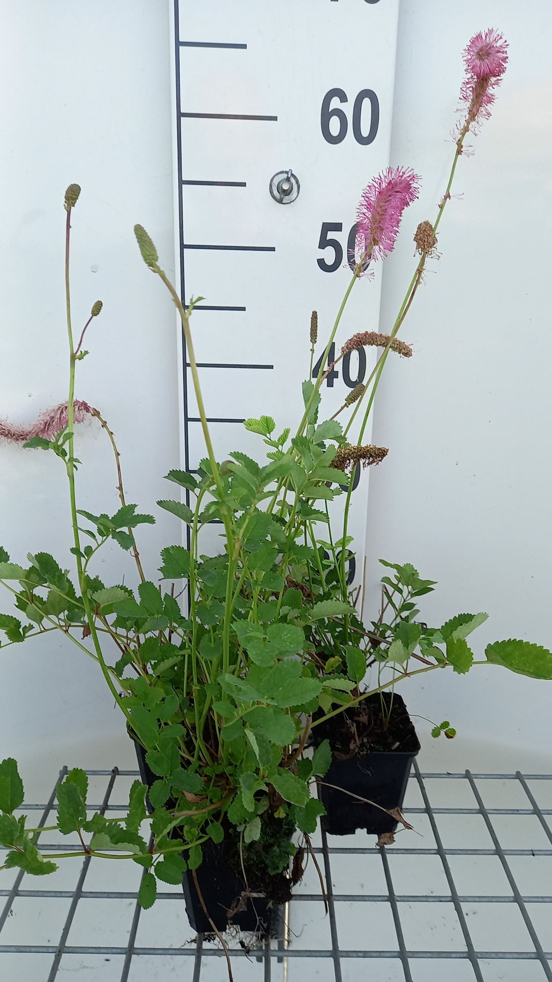 Sanguisorba obtusa - pot 9x9 cm