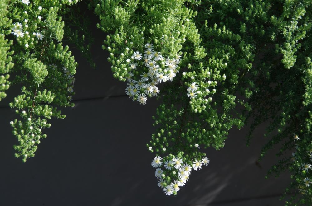 Plantenfiche-Aster-ericoides-Snowflurry-