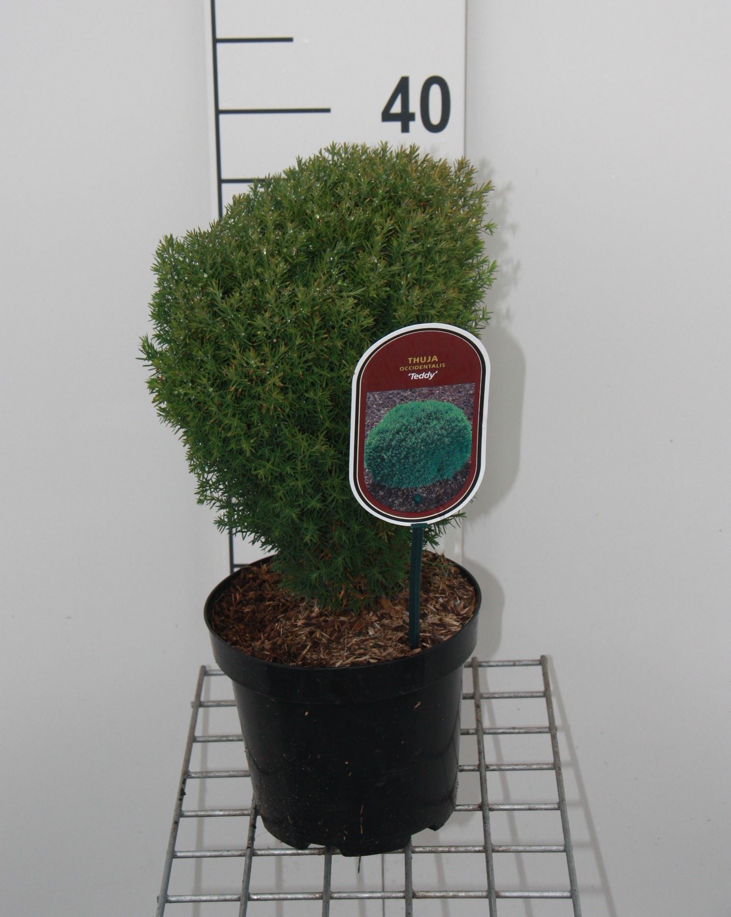 Thuja occidentalis 'Teddy' - pot - 20-25 cm