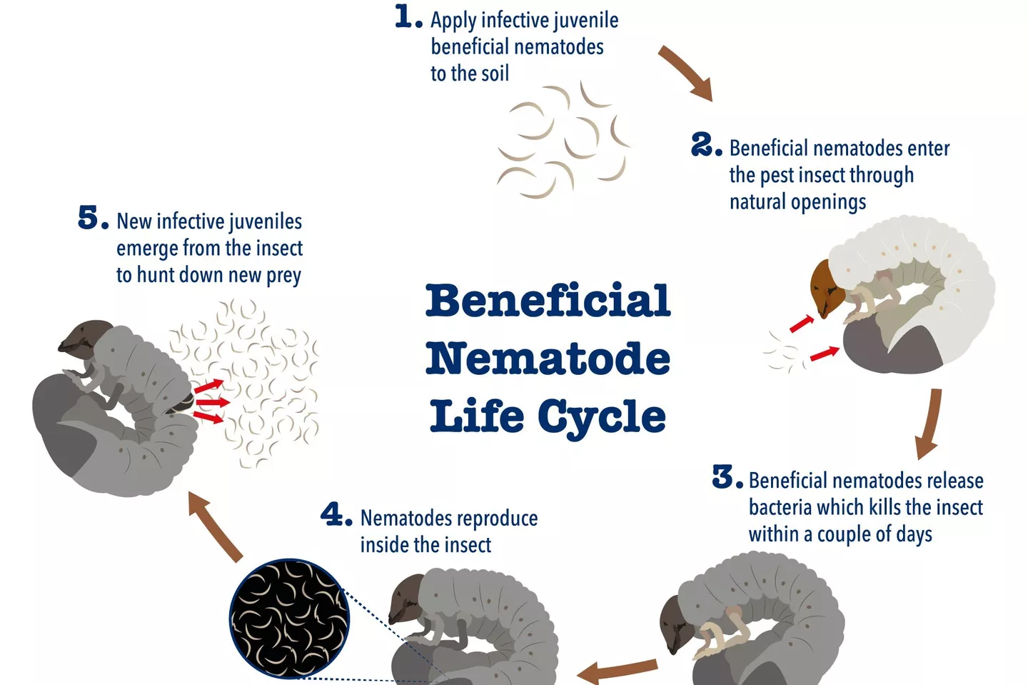 Cycle of nematodes