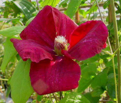Plantenfiche-Clematis-Rouge-Cardinal-
