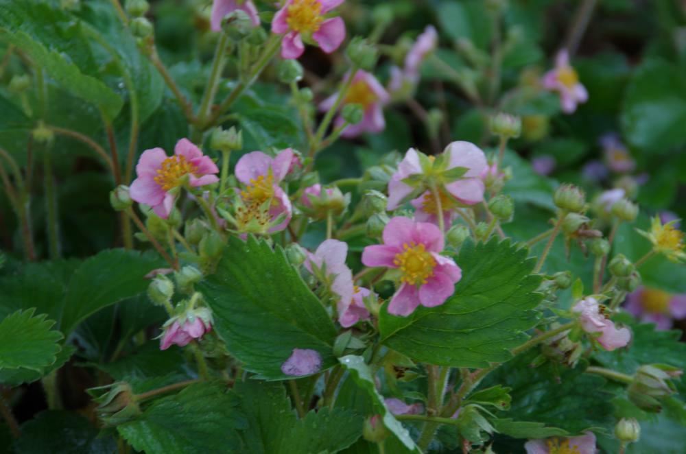 Plantenfiche-Fragaria-Frel-Pink-Panda-