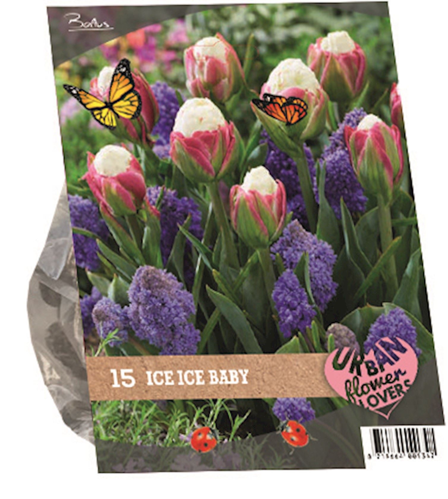 Urban-Flowers-Ice-Ice-Baby-per-18