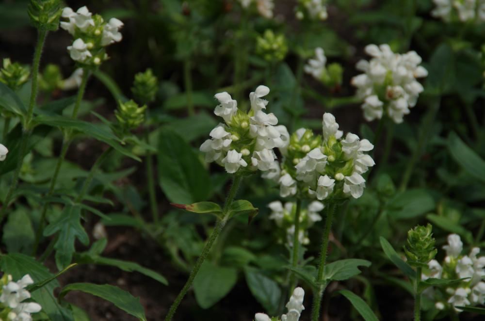 Plantenfiche-Prunella-grandiflora-Alba-