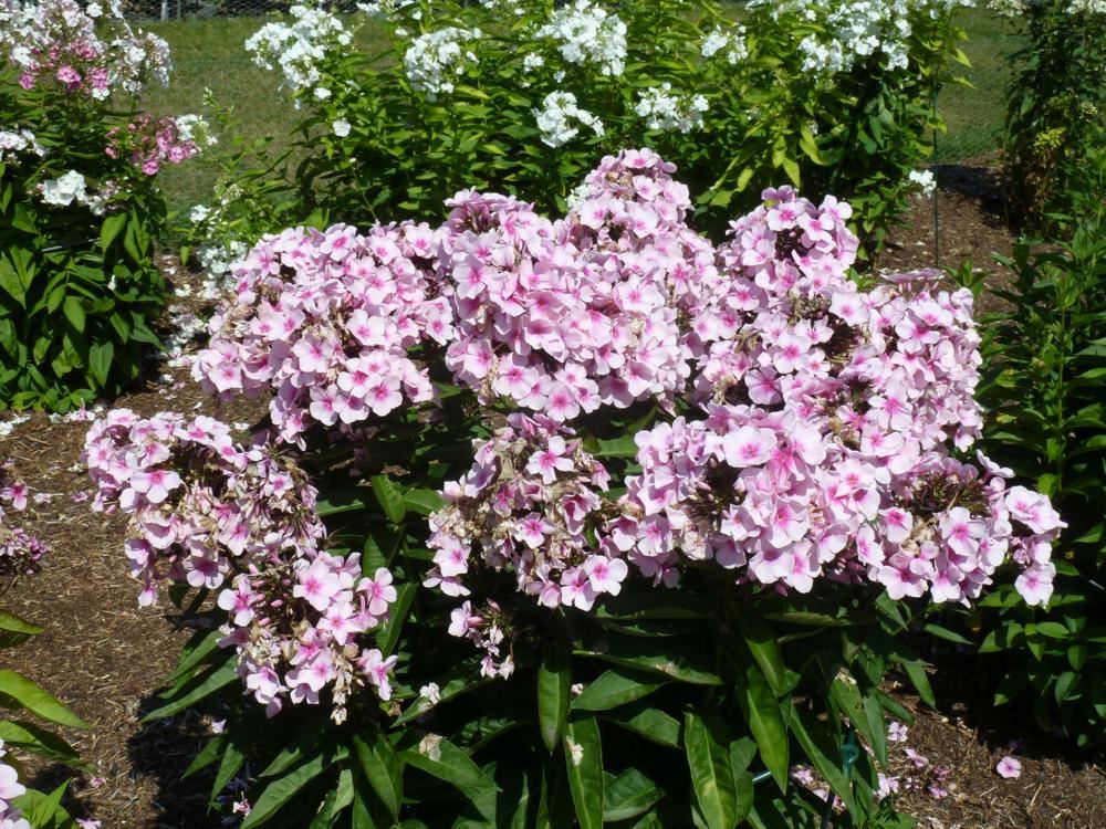 Plantenfiche-Phlox-Bright-Eyes-