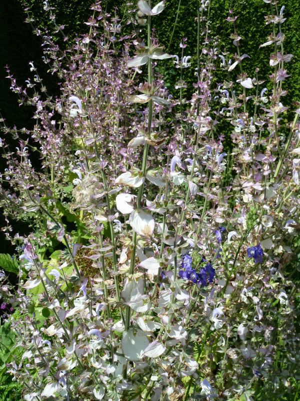 Plantenfiche-Salvia-sclarea