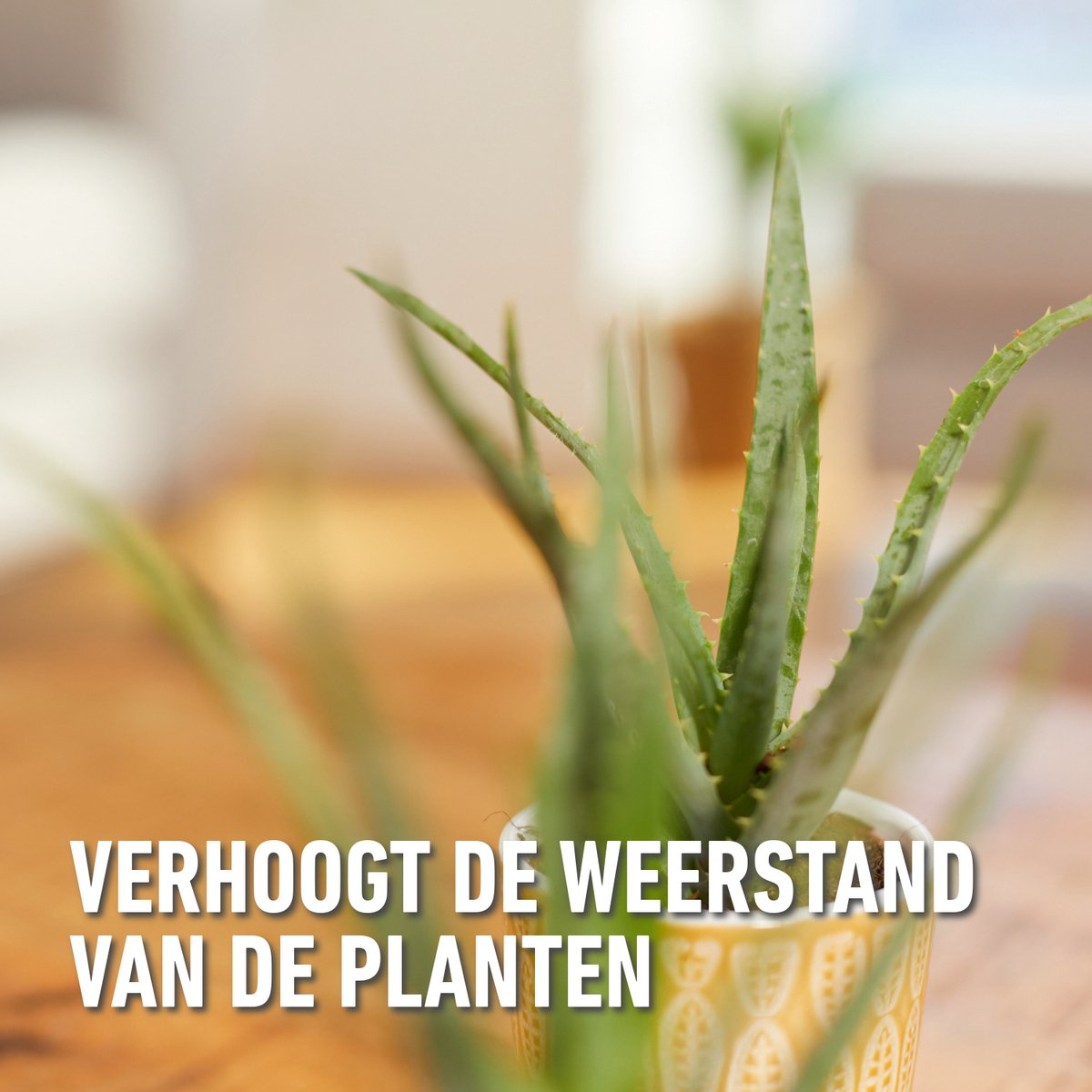 Compo vloeibare meststof voor cactus en vetplanten - 250ml