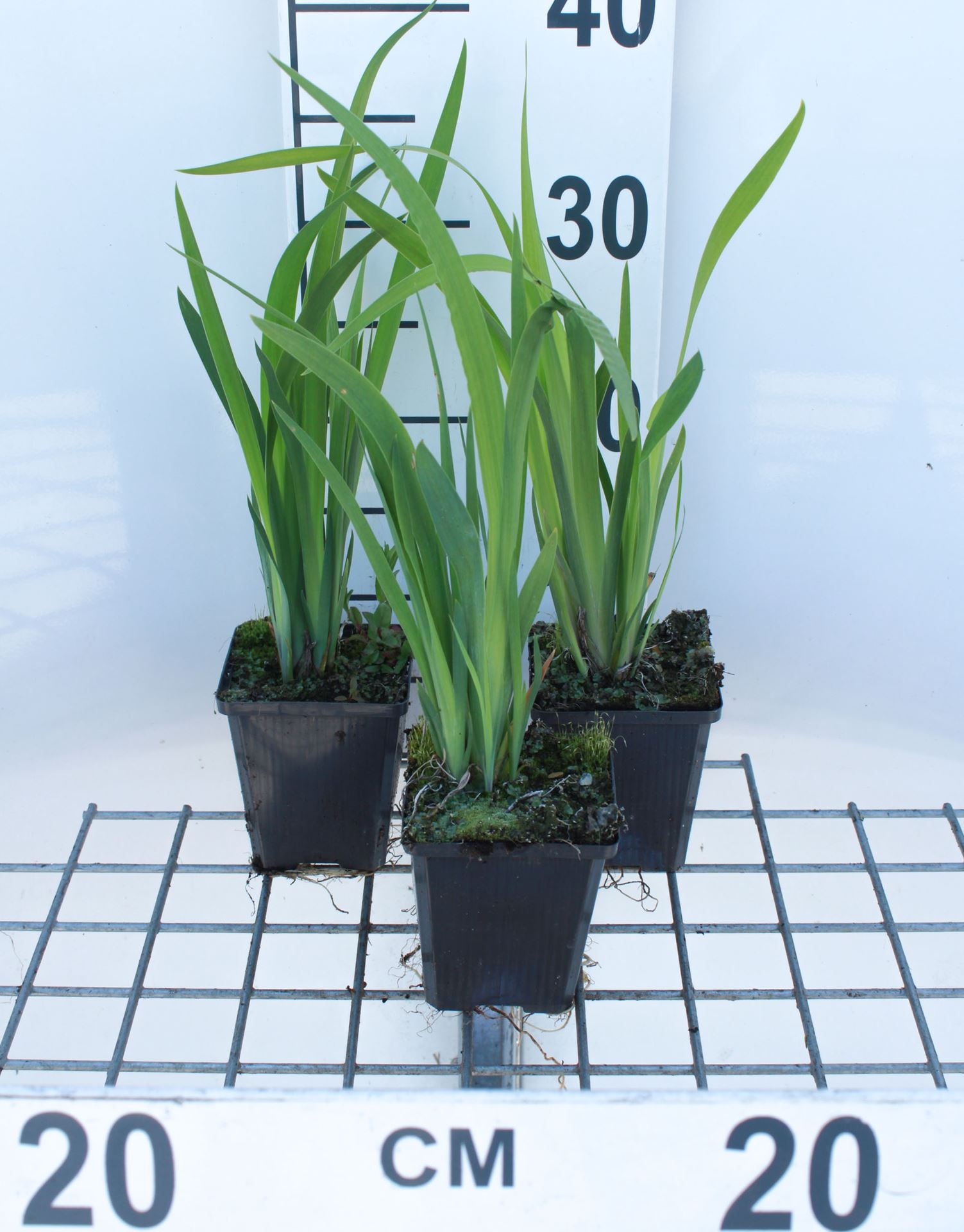 Iris sibirica 'Blue King' - pot 9x9 cm