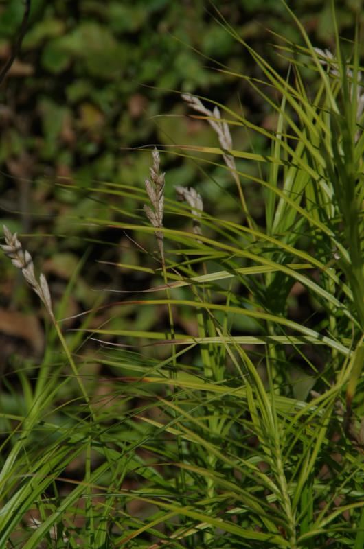 Plantenfiche-Carex-muskingumensis