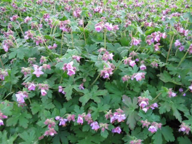 Plantenfiche-Geranium-macrorrhizum-Ingwersen-s-Variety-