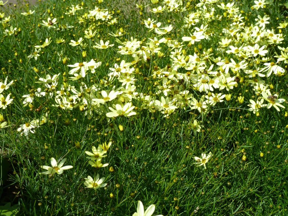 Plantenfiche-Coreopsis-verticillata-Moonbeam-