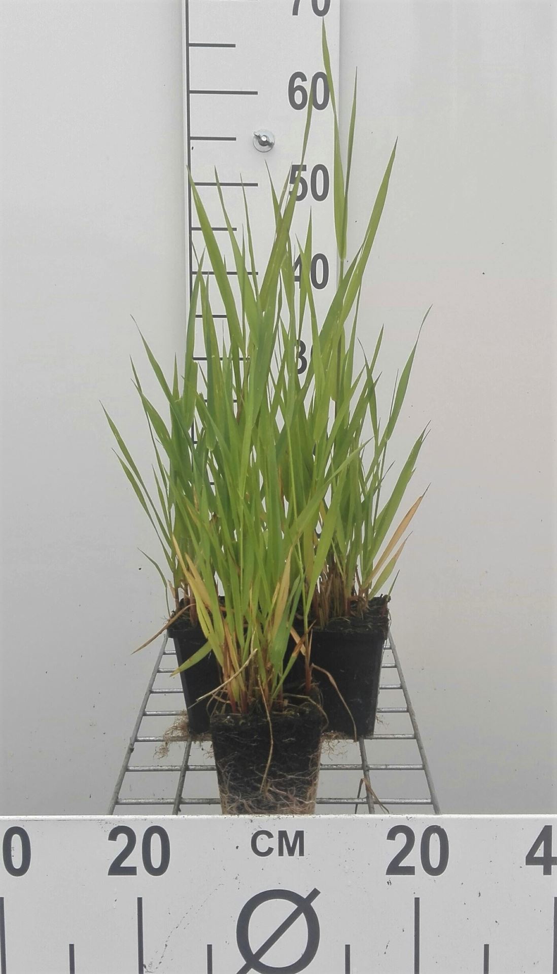 Phalaris arundinacea - pot 9x9 cm