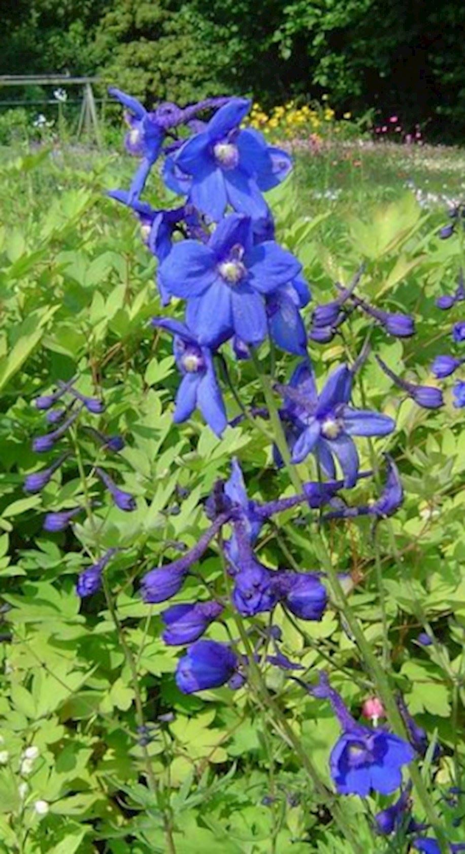 Plantenfiche-Delphinium-Bellamosum-