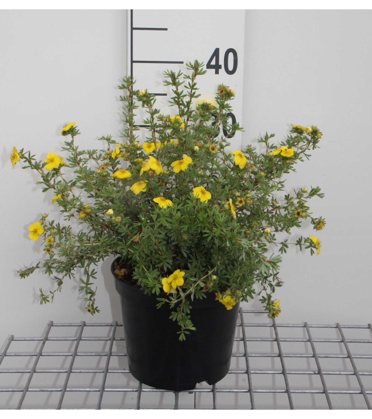 Potentilla fruticosa 'Kobold' - pot 3L - 25-30 cm