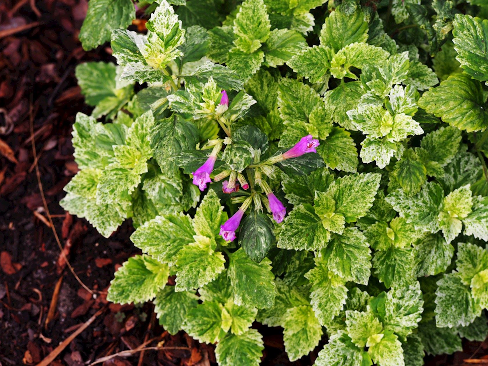 Plantenfiche-Calamintha-grandiflora