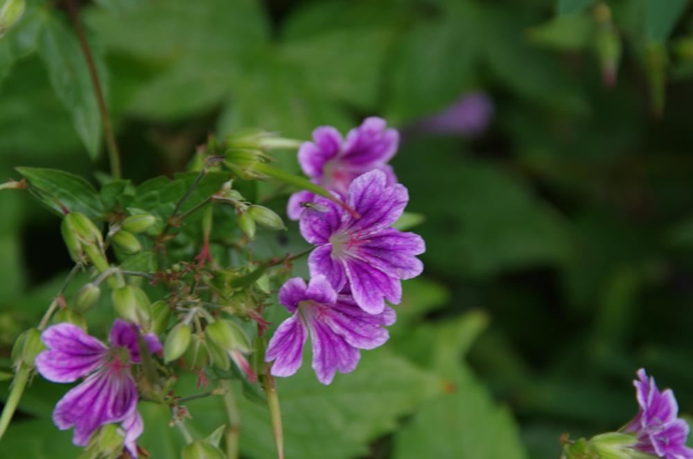 Plantenfiche-Geranium-nodosum-Clos-du-Coudray-