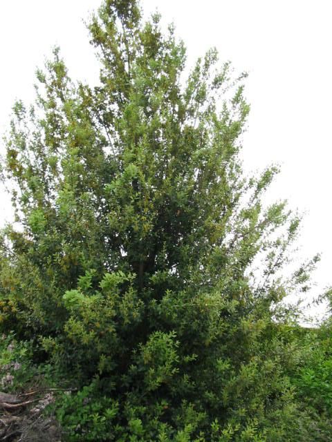 Plantenfiche-Quercus-ilex-Steeneik-