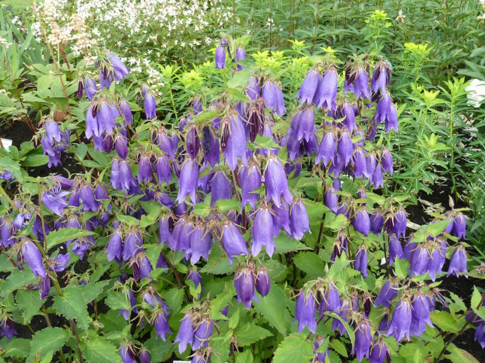 Plantenfiche-Campanula-Sarastro-